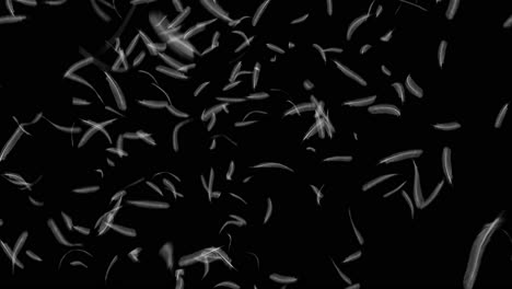 Feathers-falling-on-black-background-4K